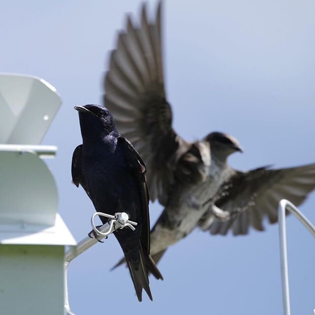 An adult female purple Martin photobomb as this adult male poses for this shot #purplemartins #martins#chirpynest#birds