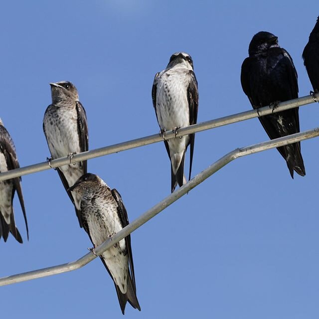 A group shot of purple Martins this morning #purplemartinhouse #martins#chirpynest#swallows#martinhouse #birdsofinstagram #birds