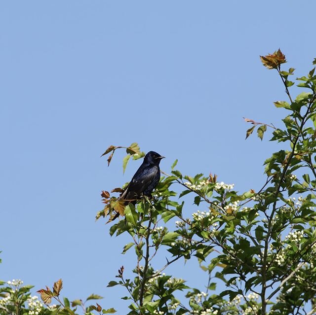Purple Martins line there nests with fresh leaves in preparation to laying eggs. This adult male is picking leaves from a winter king Hawthorne tree #purplemartins#martins#chirpynest#birds#birdsofinstagram