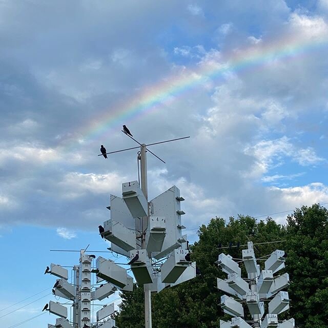 I always love a rainbow to frame a shot of my purple Martins. This one never fully developed but that&rsquo;s ok. #rainbow#chirpynest #purplemartinhouse #purplemartins #purplemartin