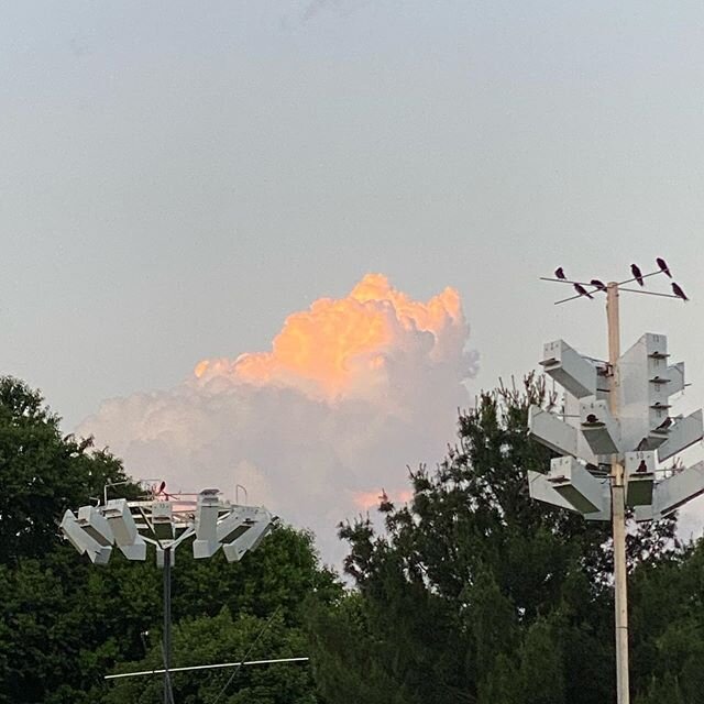 Mount cumulus, Saturday evening #purplemartins #martins #chirpynest #birds #sunset