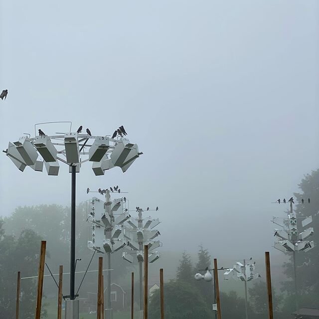 A foggy Saturday morning #martins #purplemartins #chirpynest #birds