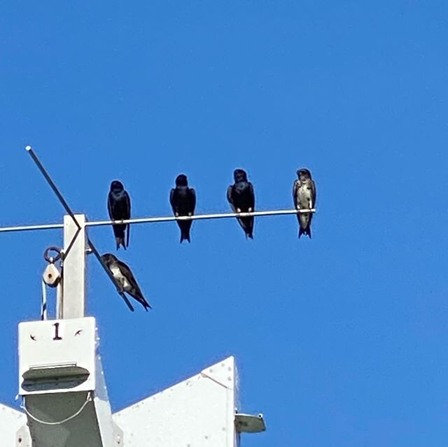 While the females are busy incubating eggs , their mates are hanging out making sure everything is ok on the home front.  By this time next week many will bringing in food to feed the young martins that are due to start hatching on June 12.#purplemar