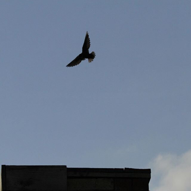 Chimney Swift entertaining their nest site. #chirpynest #chimneyswift #birds#purplemartins #cavitynesters