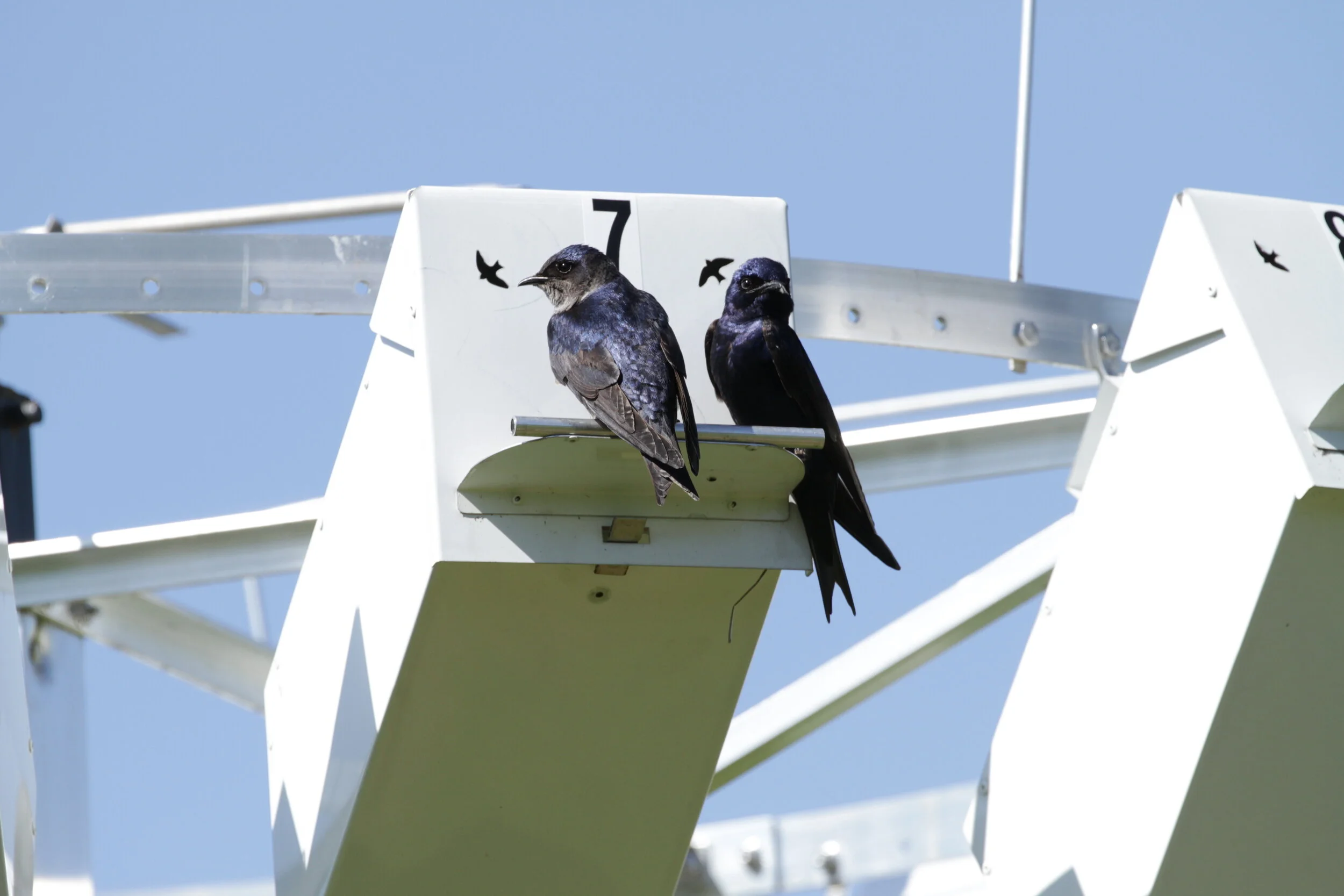 Martins May25110.jpeg