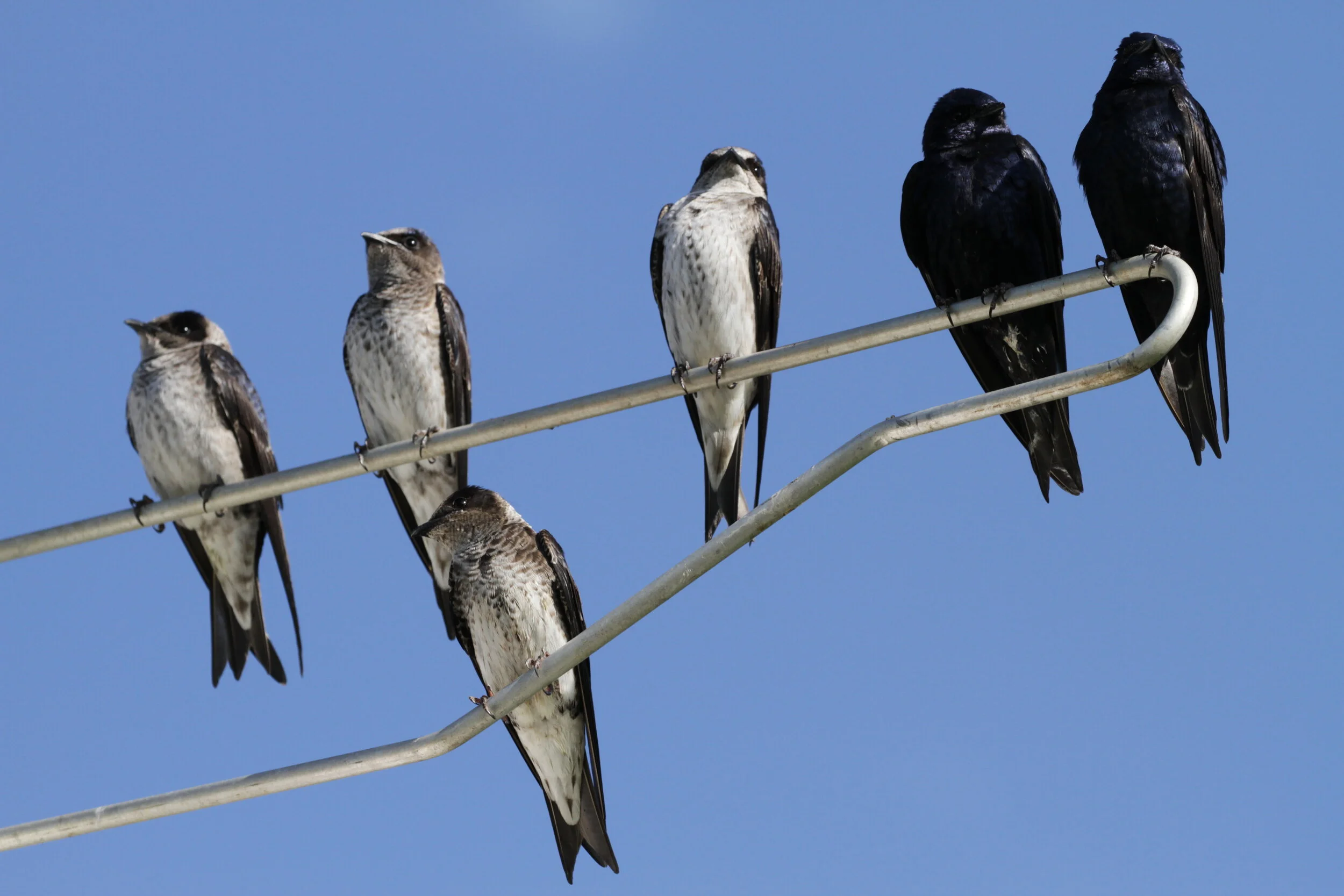 Martins May25053.jpeg