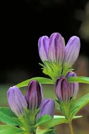 Gentian.jpeg