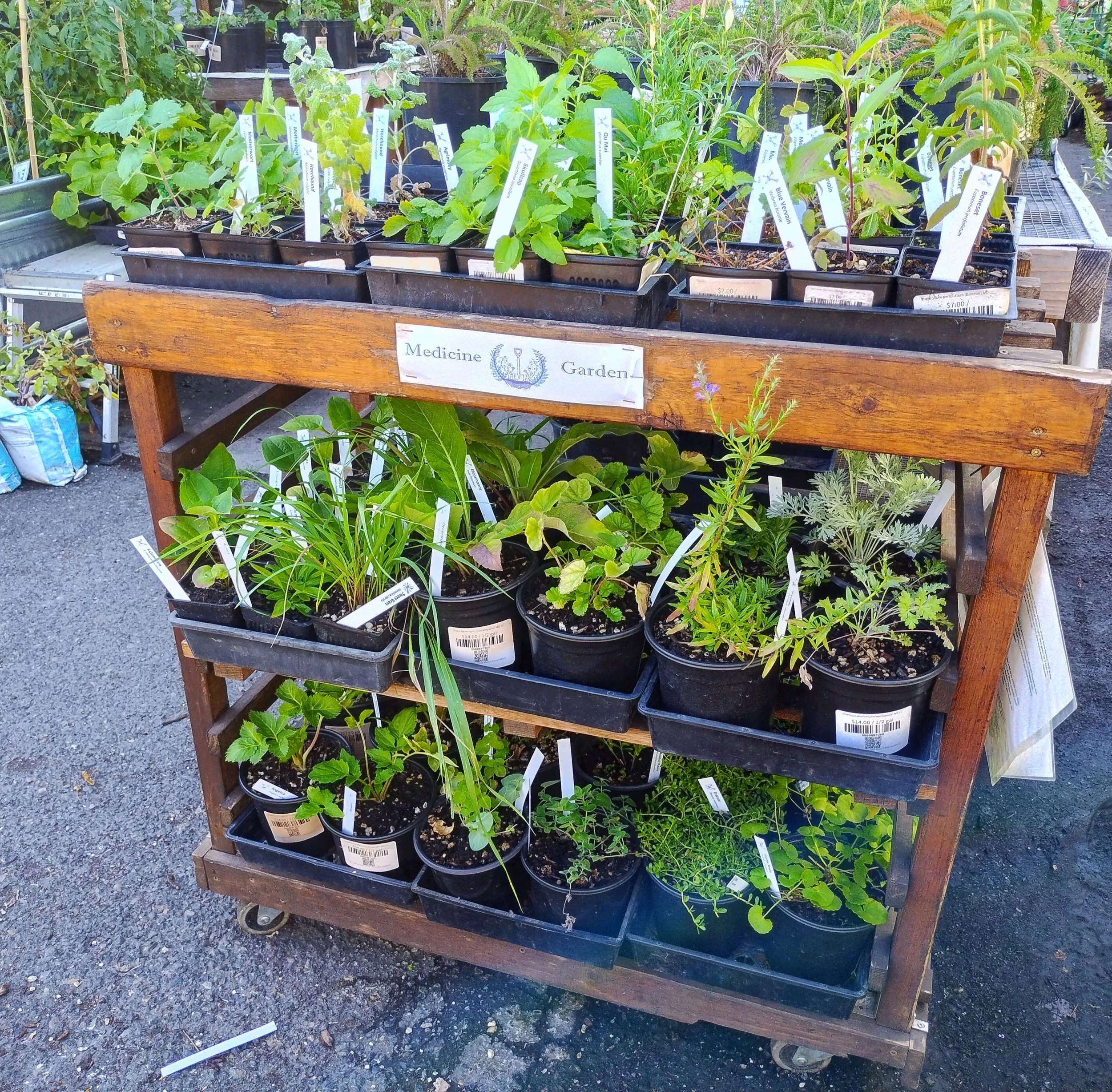 Medicinal Plant Nursery — Medicine Garden