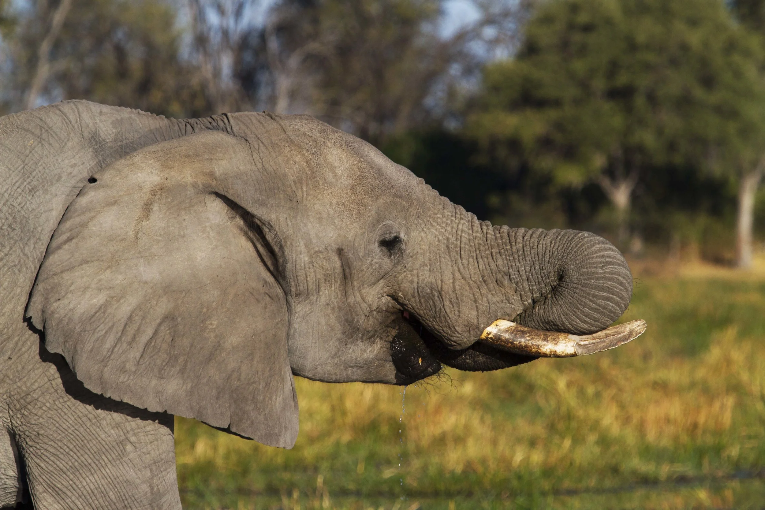 A young bull elephant grabbing an evening drink