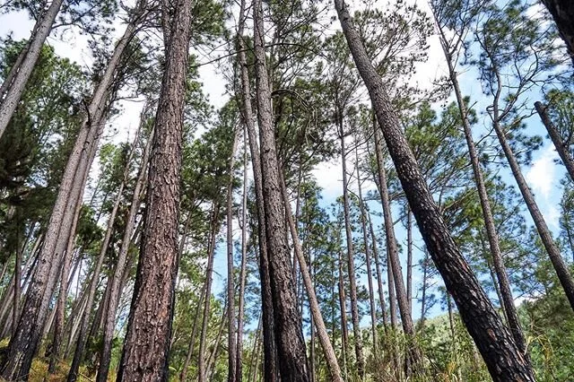 Let&rsquo;s all go for a hike...down memory lane...from the safety of our homes.

#stayinside #bendthecurve #wecansoonenjoyoutsideagain