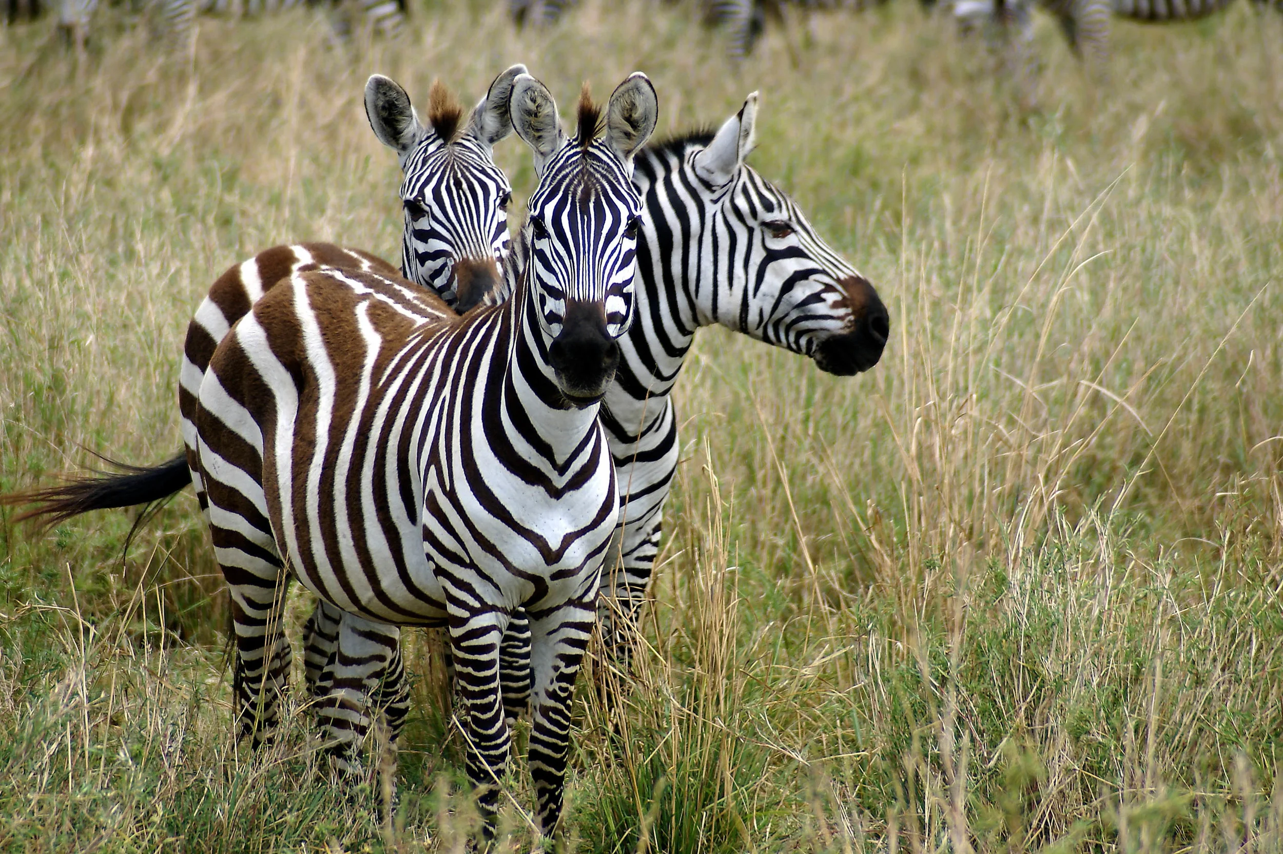 DSC00531_edited (1).jpg