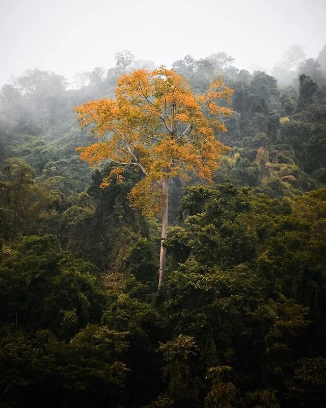 Northern Laotian forest from the Mekong River.
.
.
.
.
#luangprabang #laos #mountains #scenic #contikiasia #nature #neature #instagood #nationalpark #nationalforest #nationalmonument #hiking #gohike #outdoors #explore #trip #adventure #travel #vacati