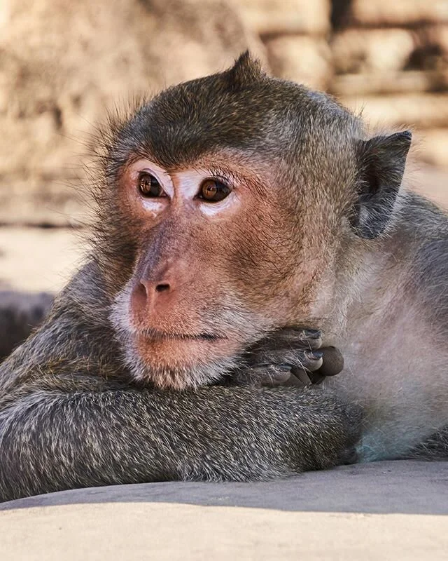 Making friends with macaques at Angkor Wat Temple.
.
.
.
.
#cambodia #angkorwat #angkorwattemple #macaque #monkey #scenic #contikiasia #nature #neature #instagood #nationalpark #nationalforest #nationalmonument #outdoors #explore #trip #adventure #tr