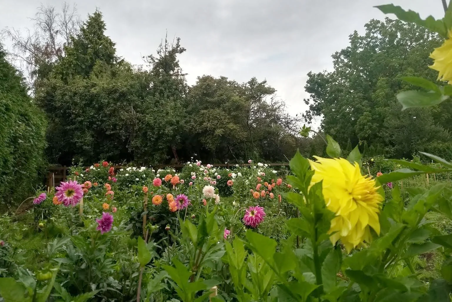 Garden in full bloom