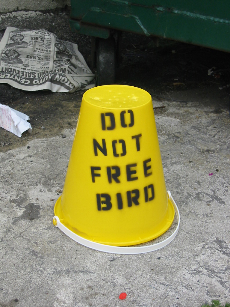 freebird2.jpg