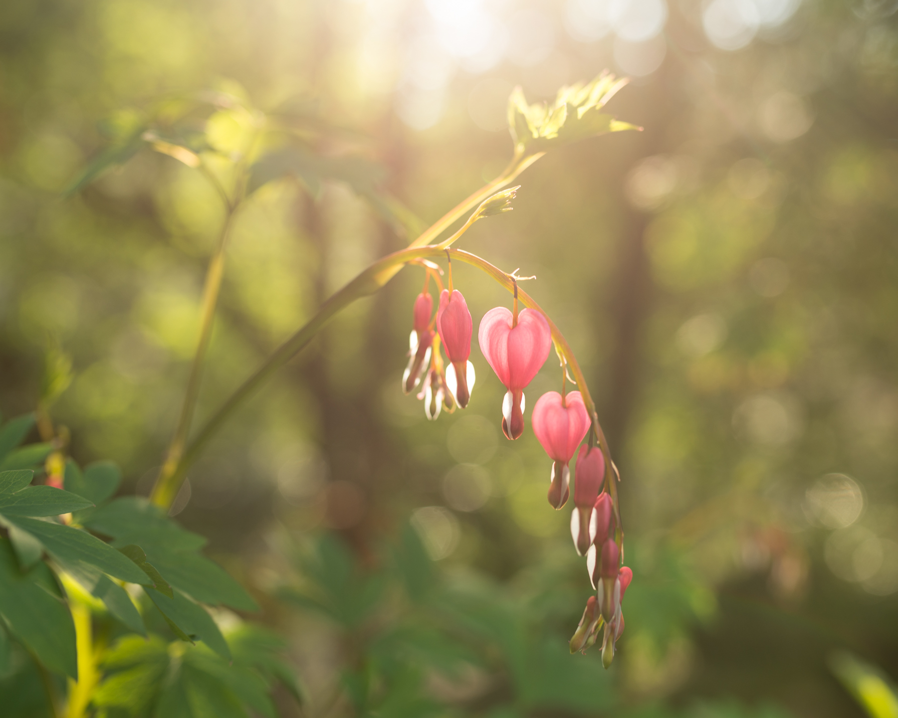 This old, bleeding heart