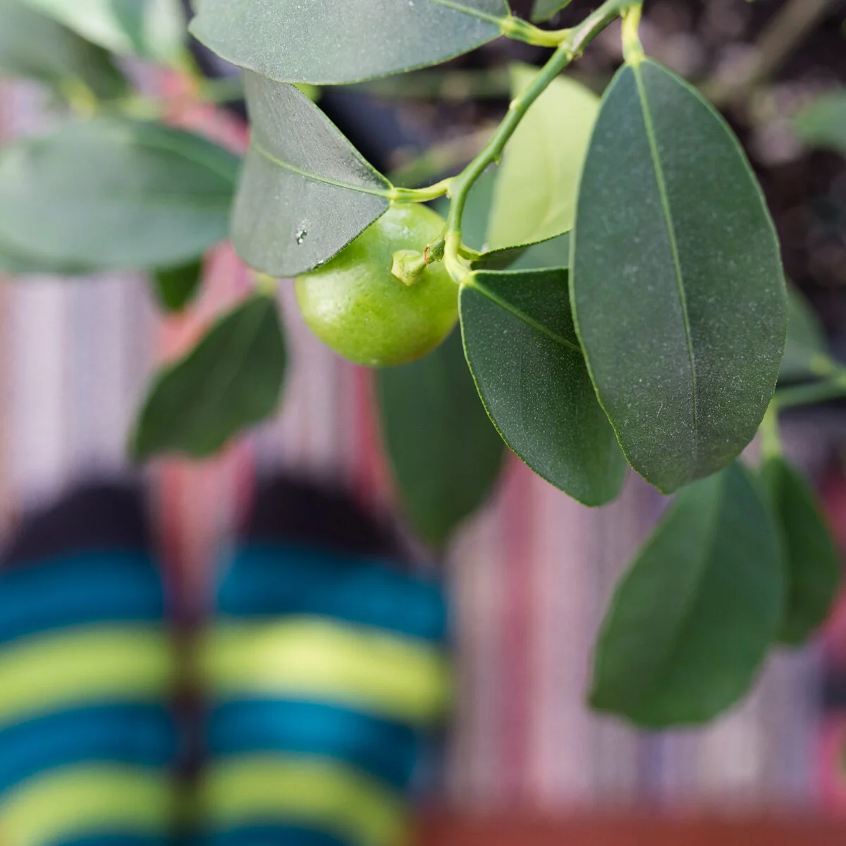 Key limes and self-striping sock yarn