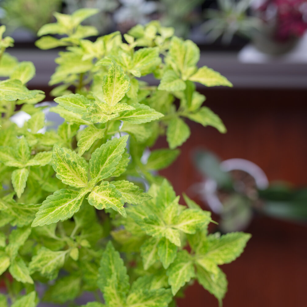 Coleus cuttings taking over