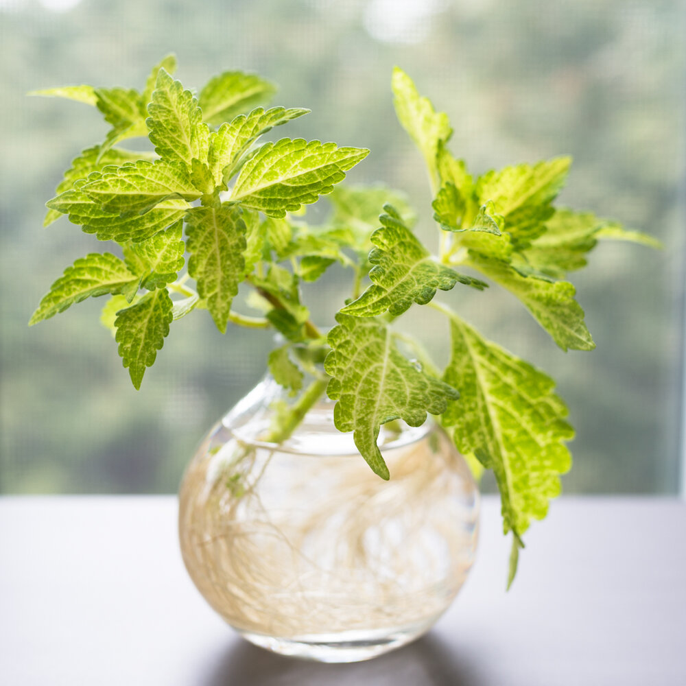 Rooting a coleus cutting