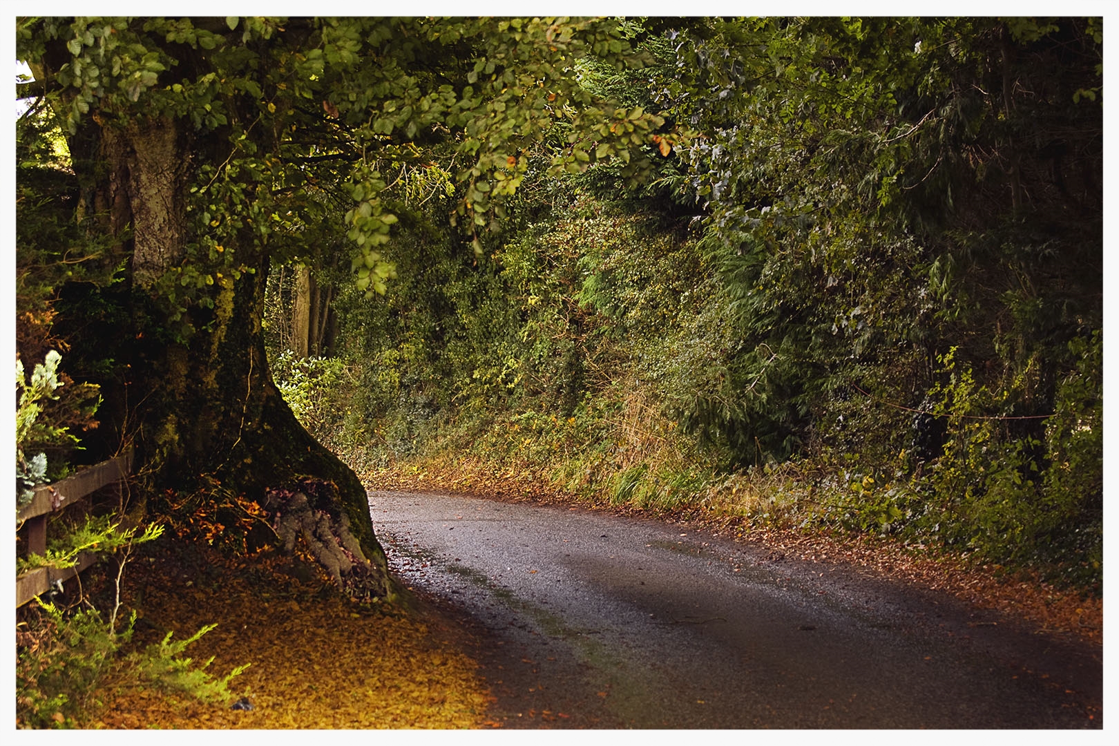 The Golden Road, Connemara,County Galway,Ireland