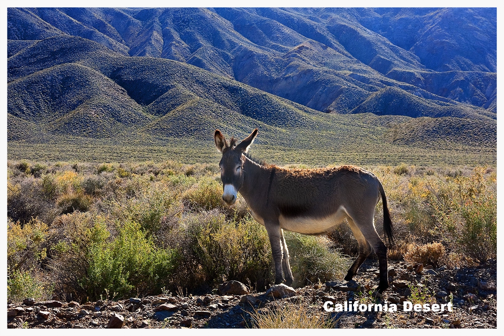     Click to view California Desert Portfolio    