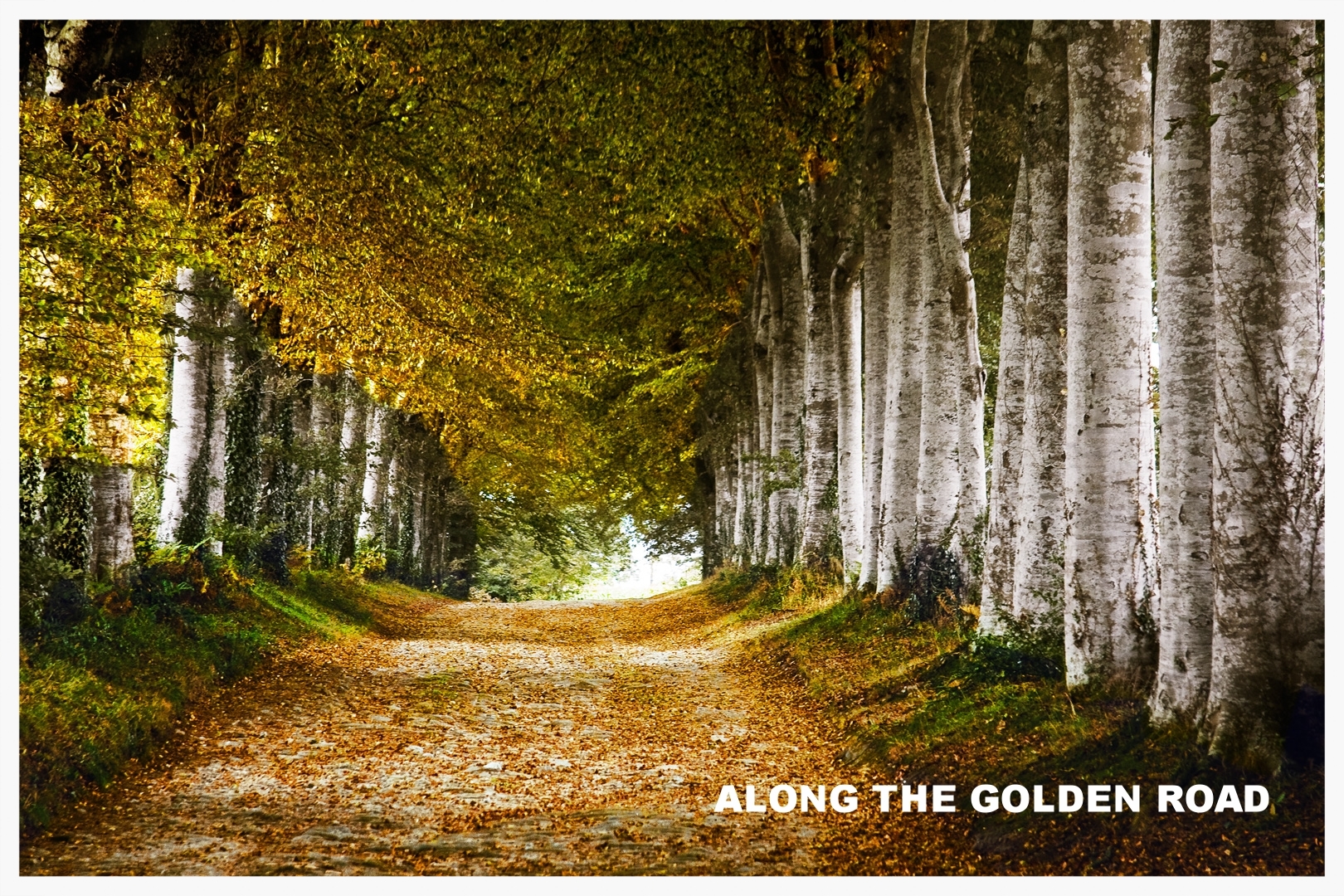    Click to view The golden Road Portfolio   