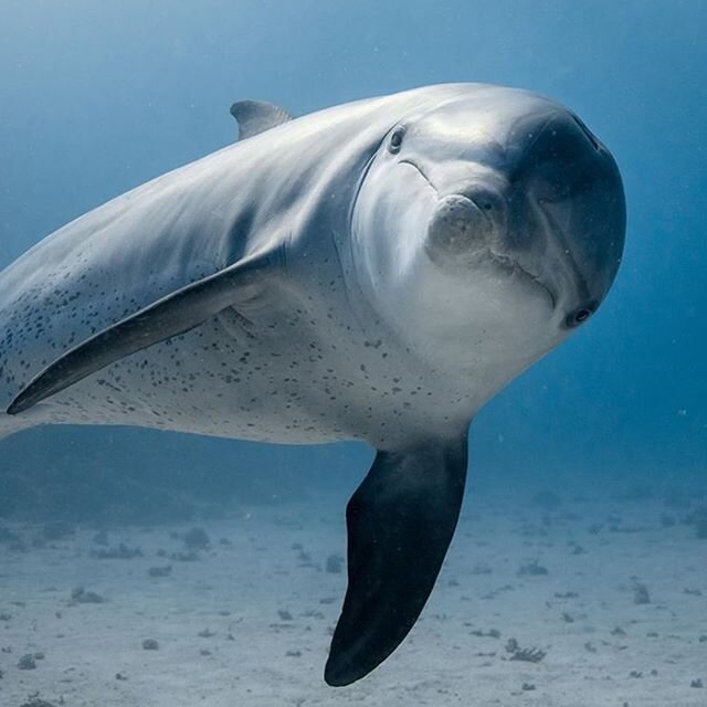 🌊 Happy #worldoceansday from this happy face! Love this image from the amazing photographer @olly_scholey 🌊