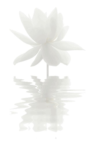 white-lotus-flower1.gif