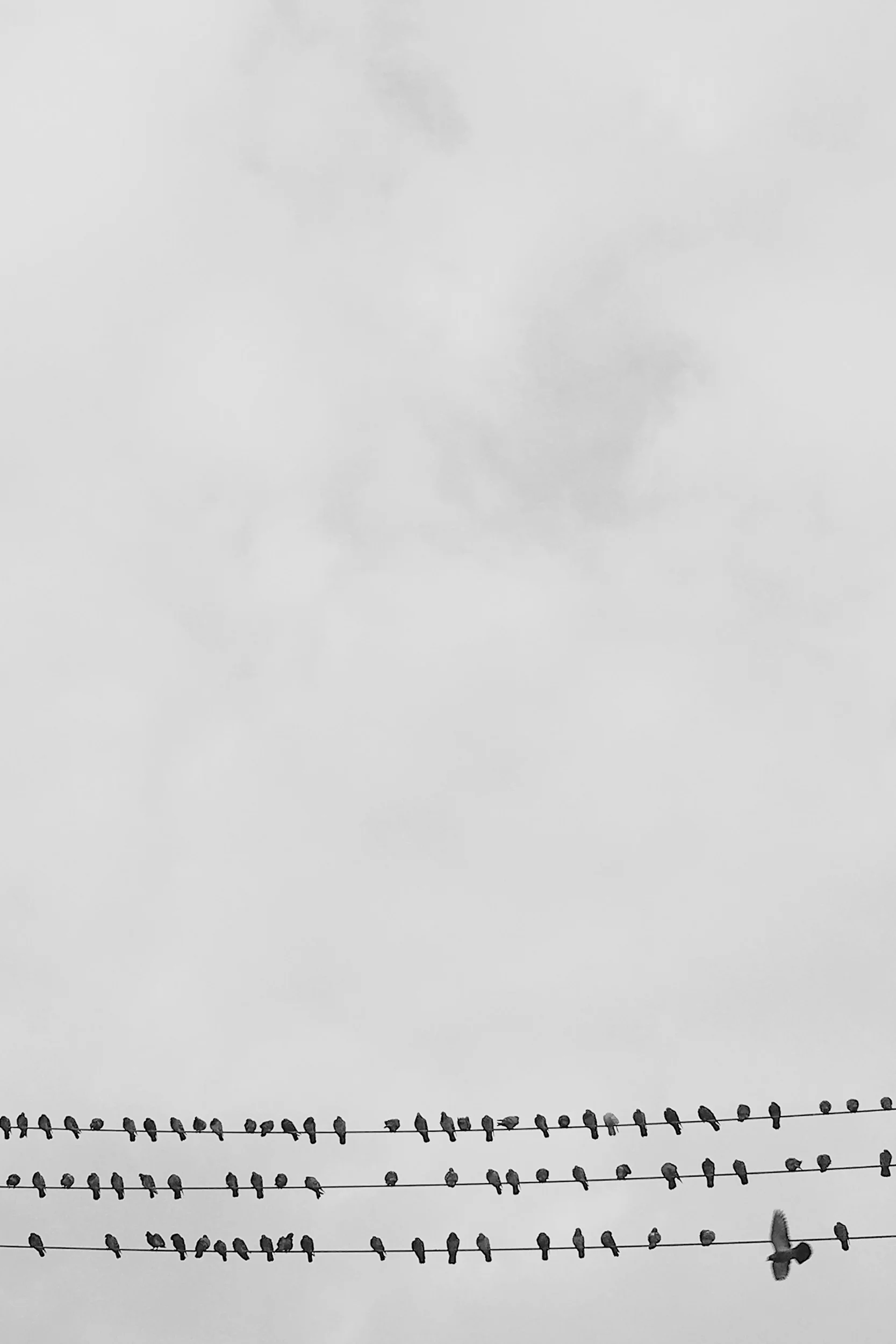 PolyphonicArtboard 2.jpg