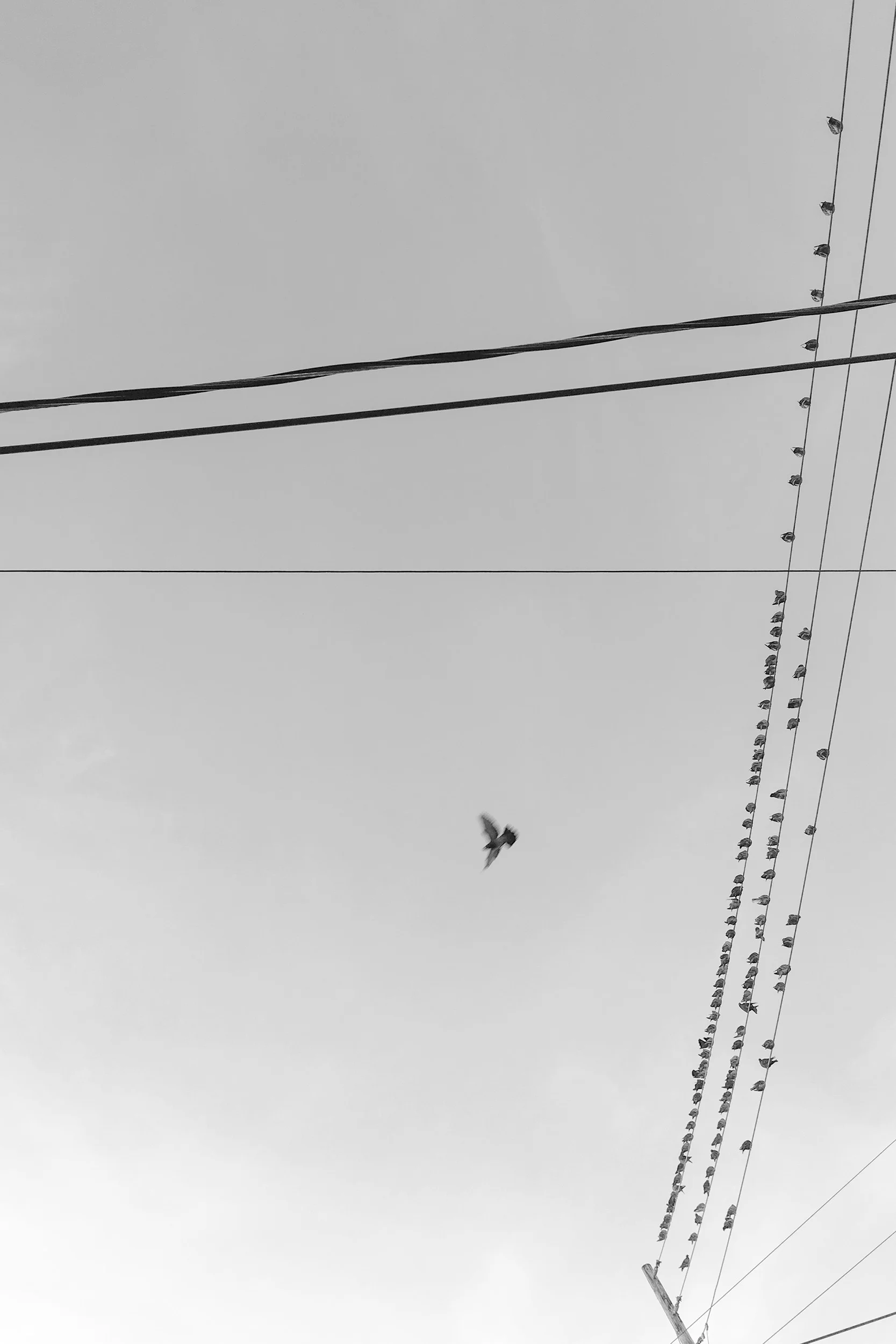 PolyphonicArtboard 3.jpg