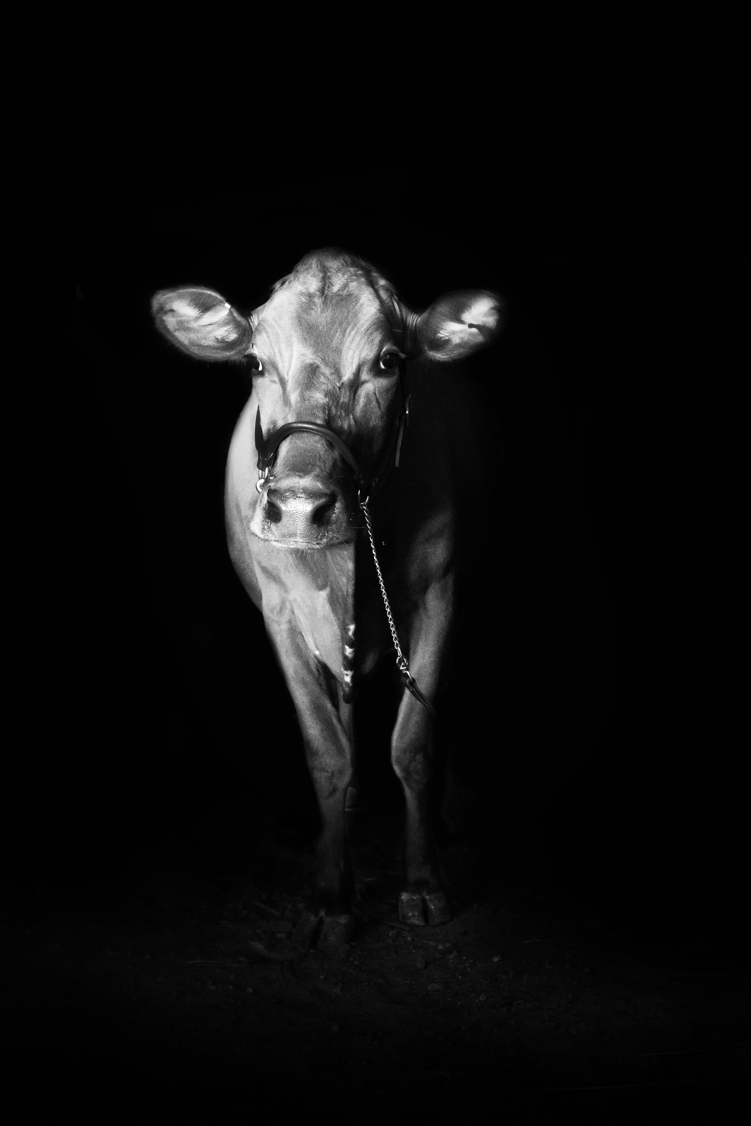_DSC6326_BW.jpg