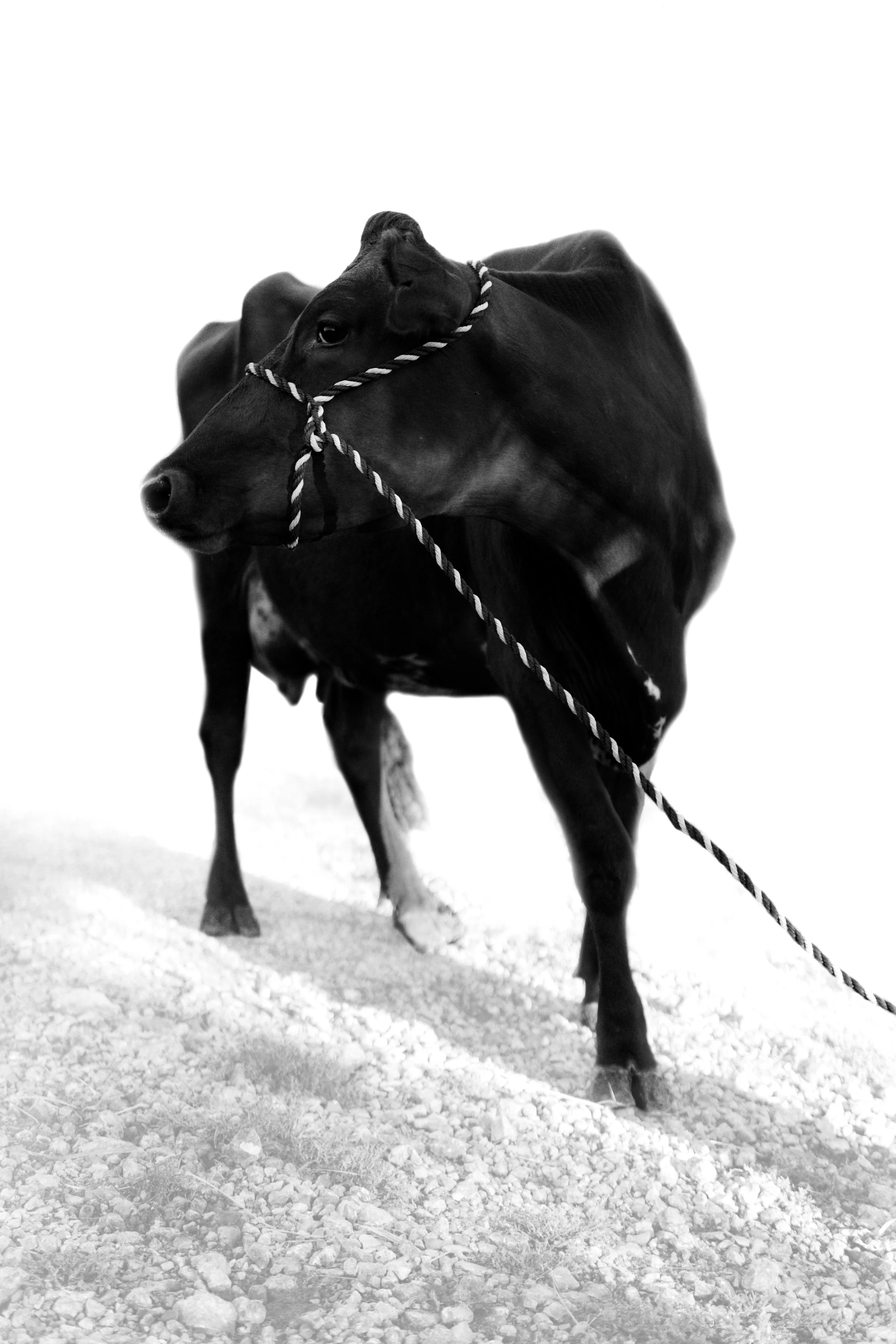 _DSC6602_BW.jpg