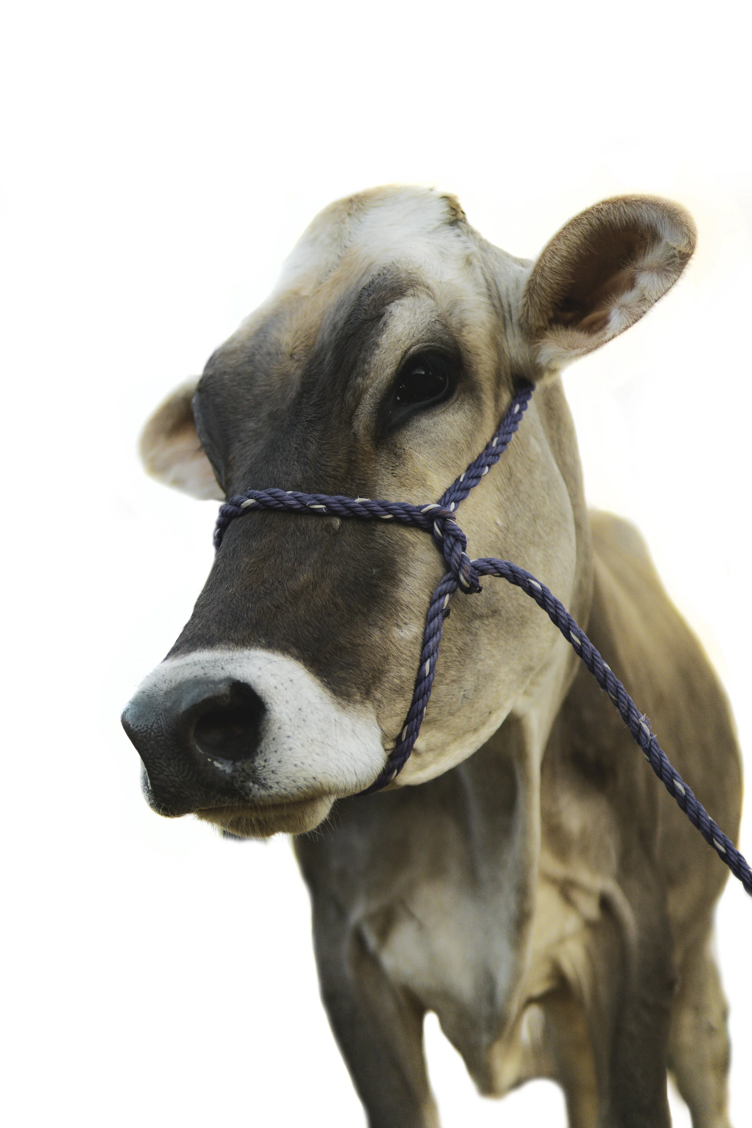 Cow.jpg