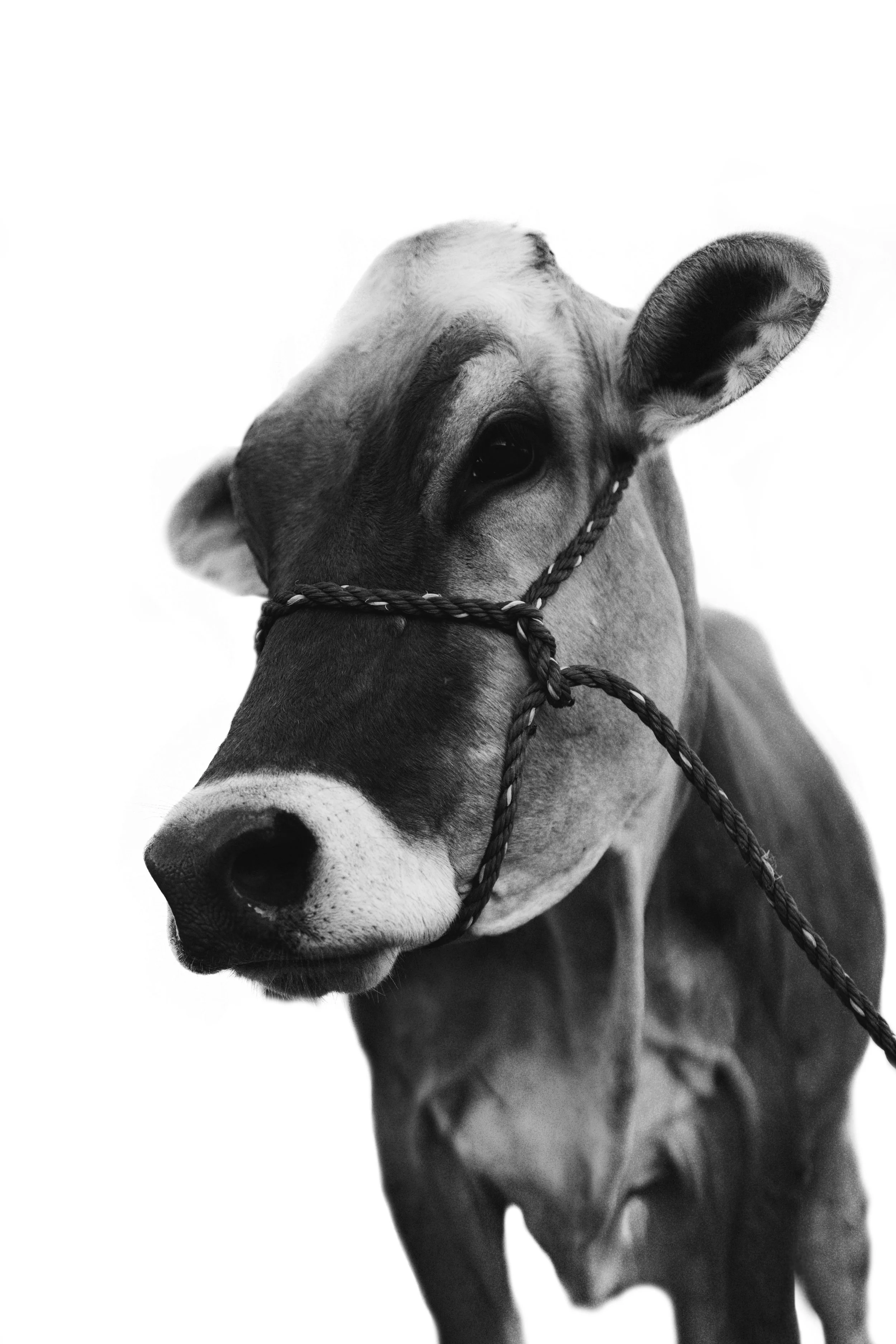 Cow_BW.jpg