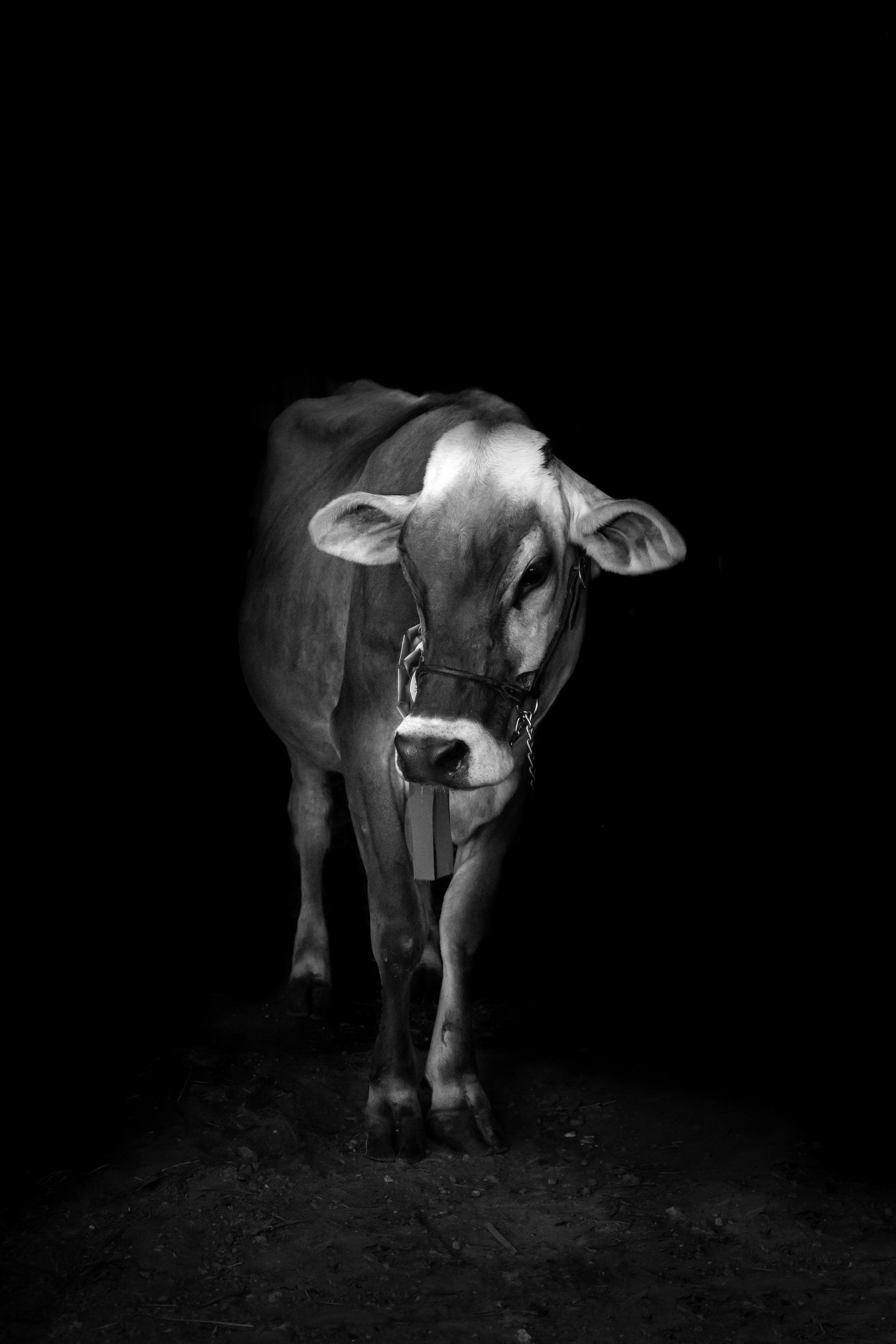 _DSC6101_Bw.jpg