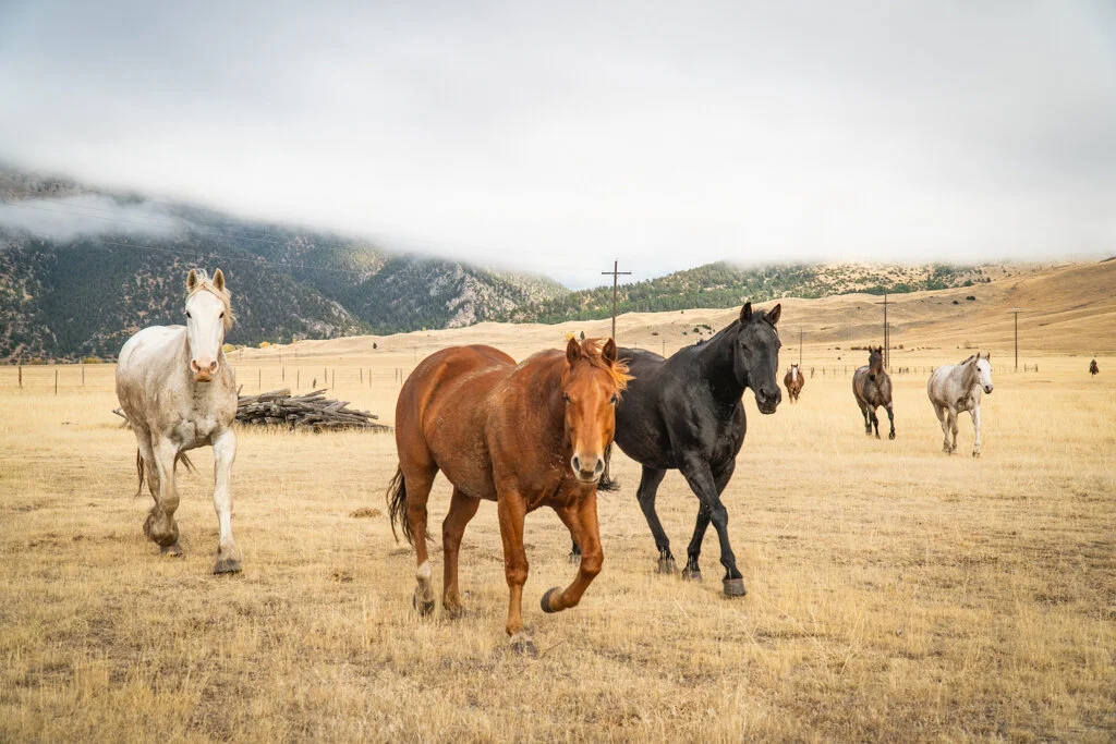 ElkhornRanchMT_Trailback-031.jpg