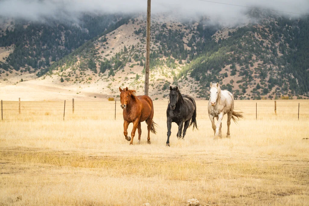 ElkhornRanchMT_Trailback-032.jpg