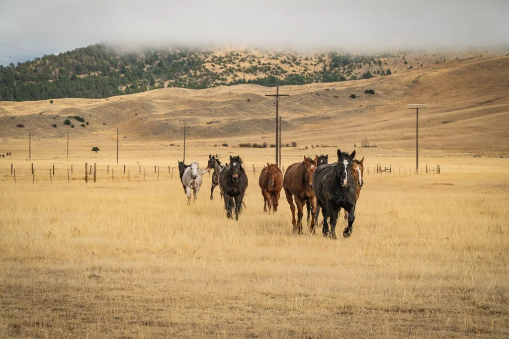 ElkhornRanchMT_Trailback-033.jpg