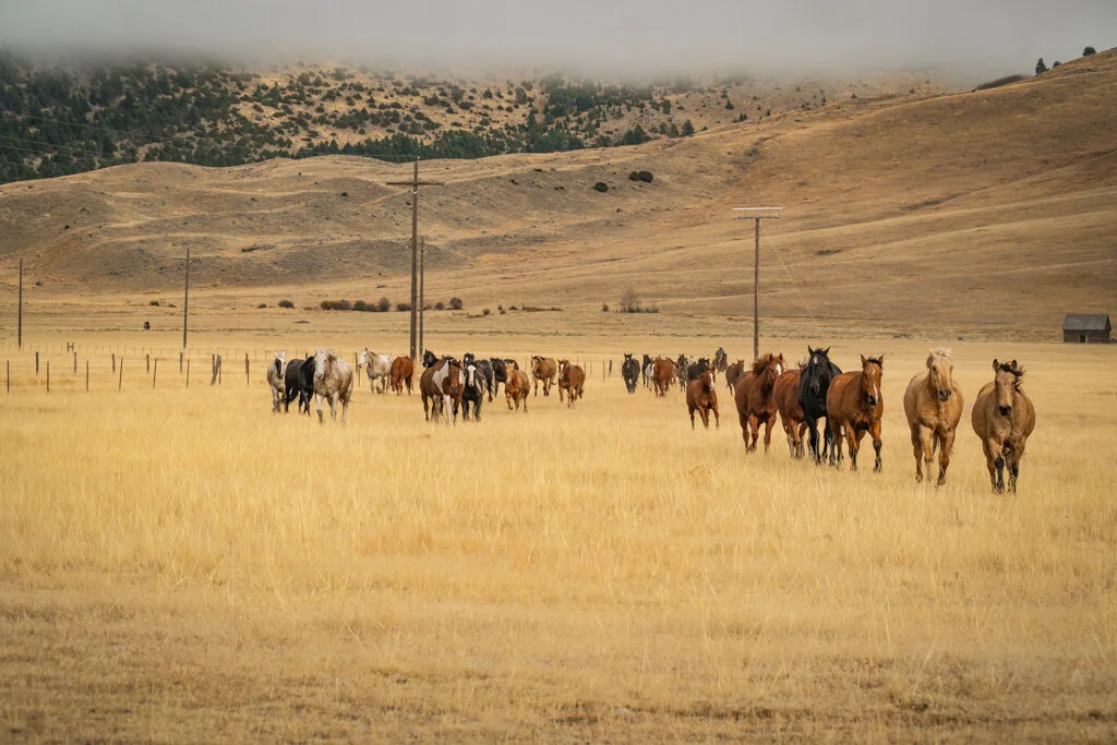 ElkhornRanchMT_Trailback-034.jpg