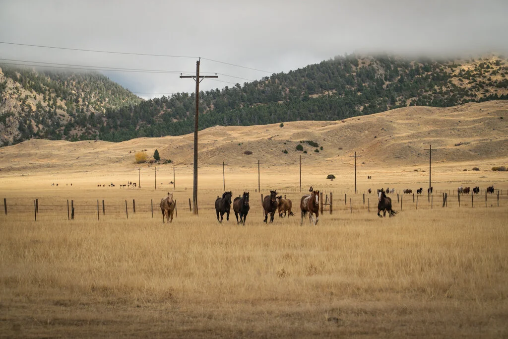 ElkhornRanchMT_Trailback-043.jpg