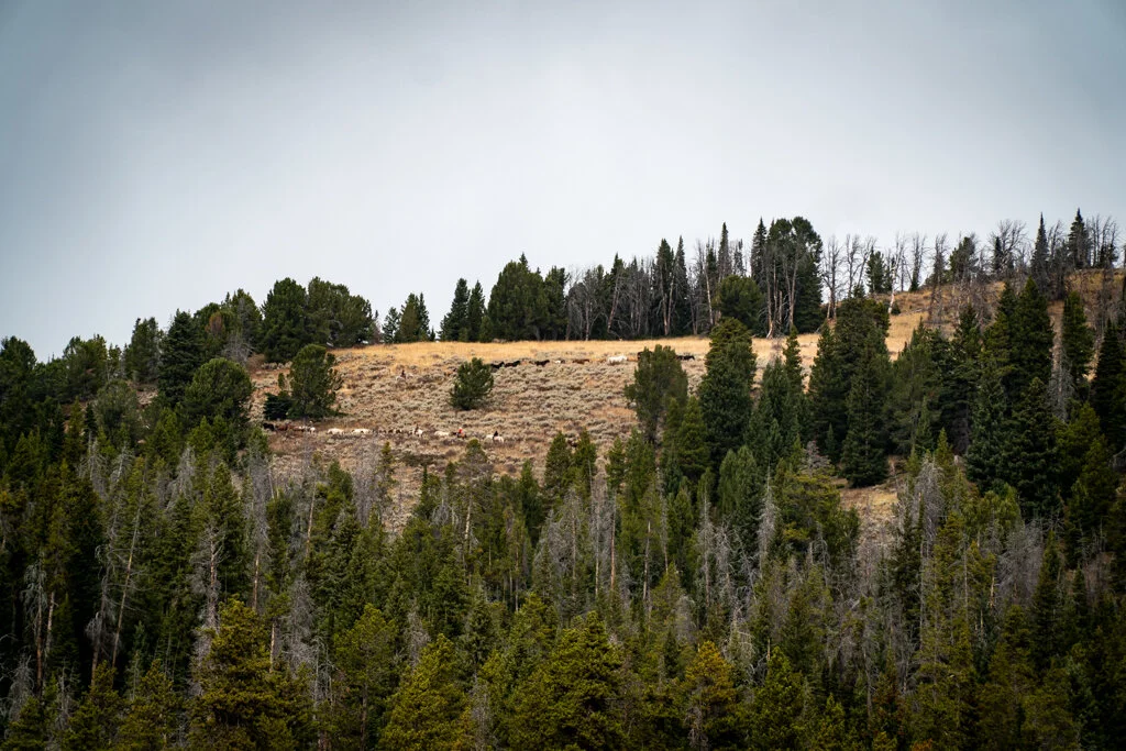 ElkhornRanchMT_Trailback-052.jpg