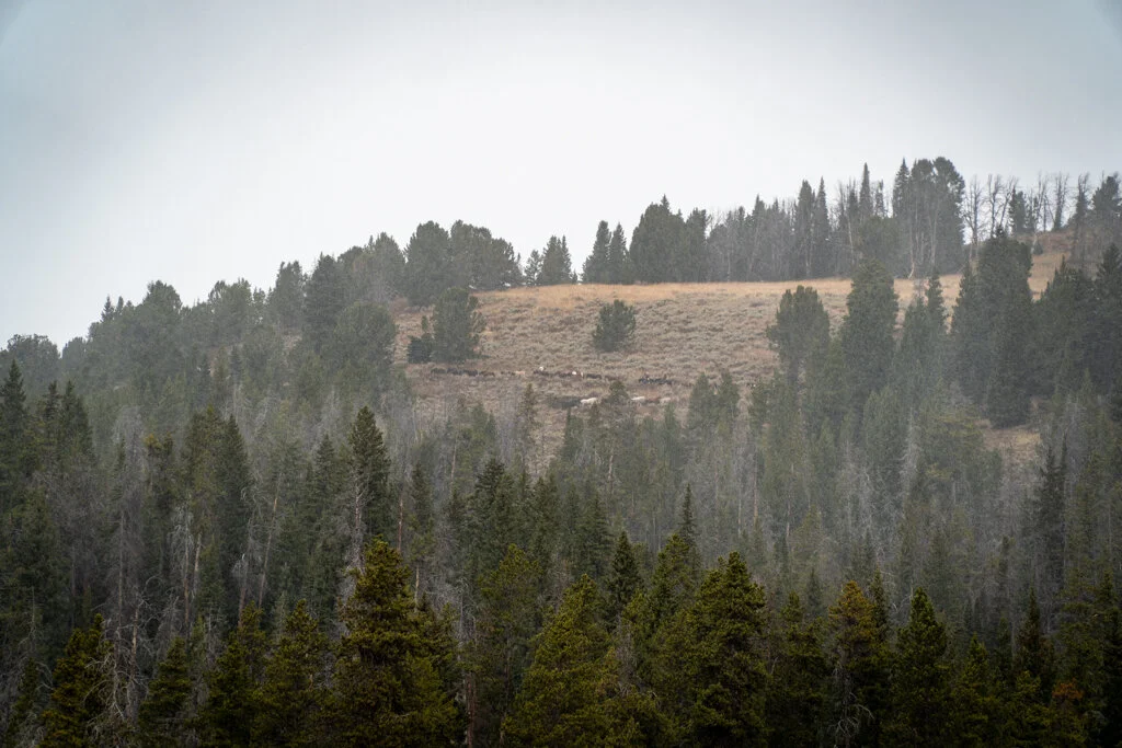 ElkhornRanchMT_Trailback-056.jpg