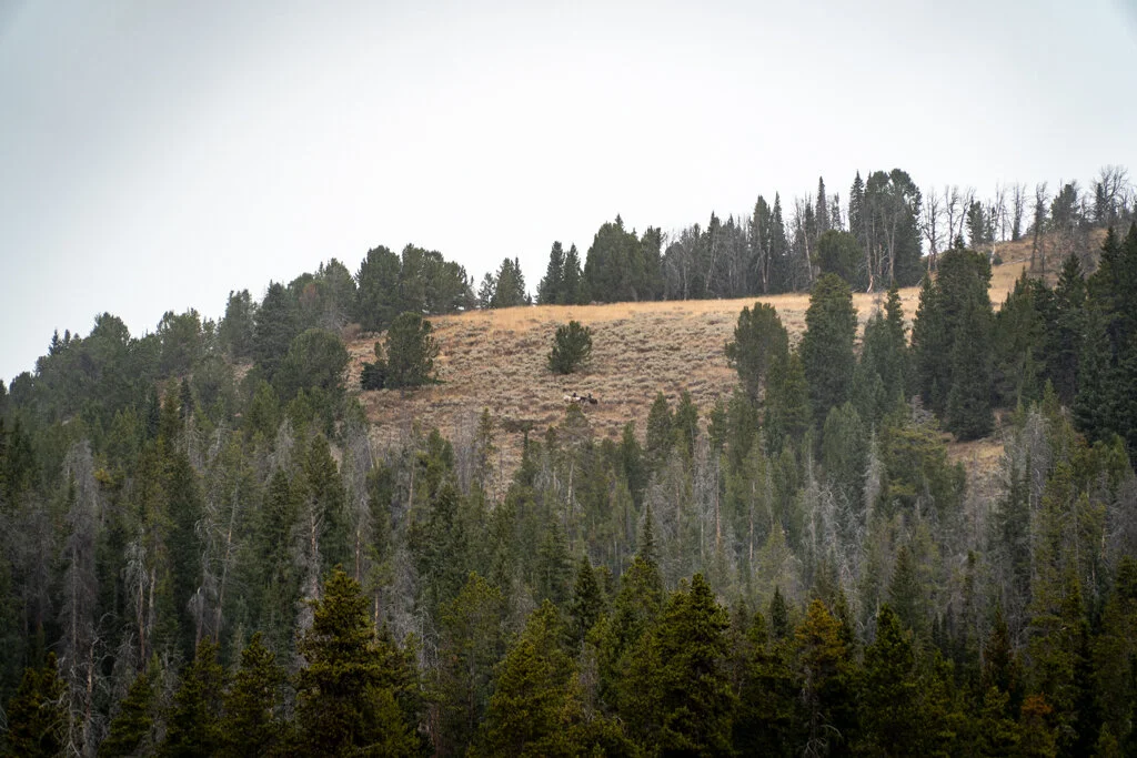 ElkhornRanchMT_Trailback-057.jpg
