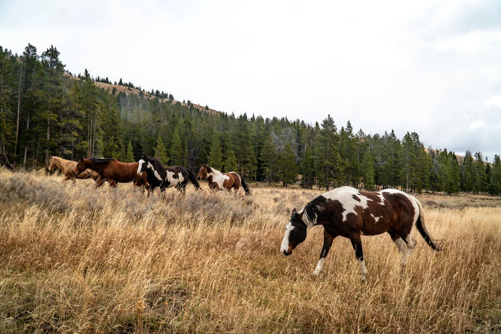 ElkhornRanchMT_Trailback-065.jpg