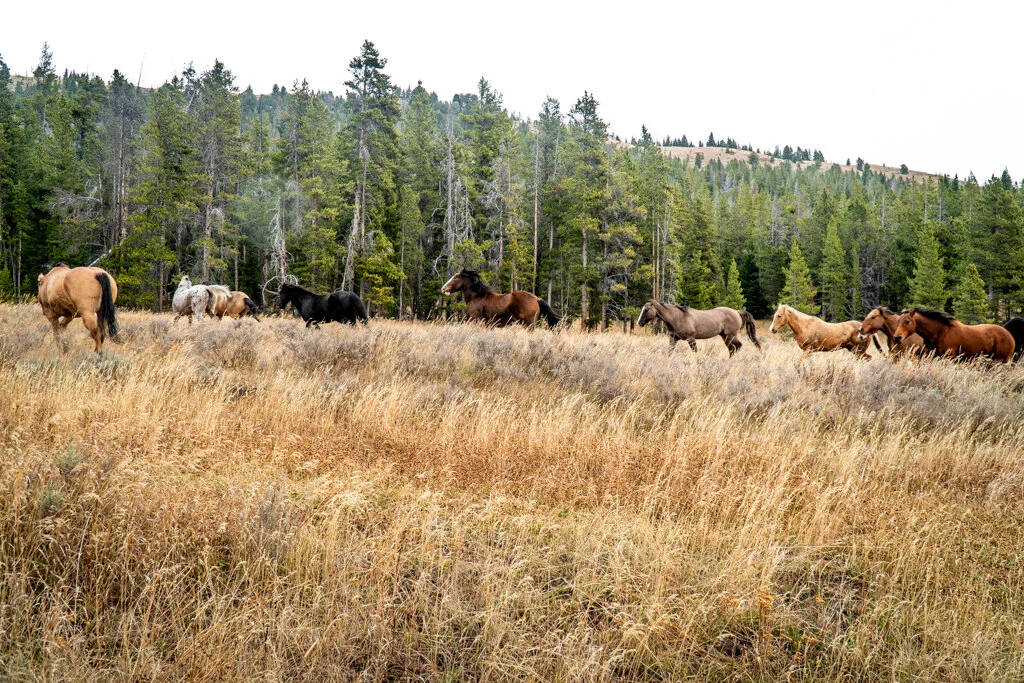 ElkhornRanchMT_Trailback-066.jpg
