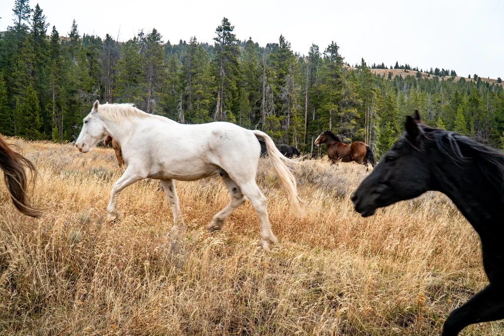 ElkhornRanchMT_Trailback-067.jpg