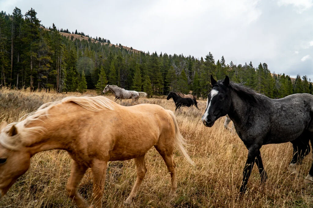 ElkhornRanchMT_Trailback-069.jpg