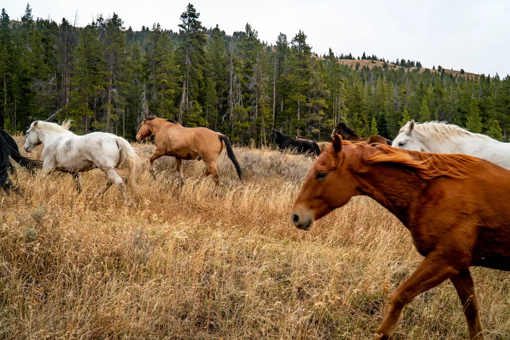 ElkhornRanchMT_Trailback-068.jpg