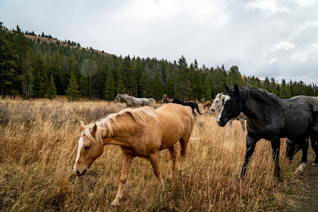 ElkhornRanchMT_Trailback-070.jpg