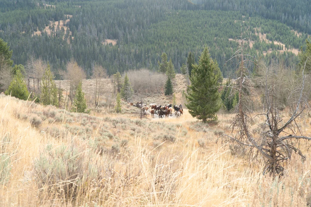 ElkhornRanchMT_Trailback-075.jpg